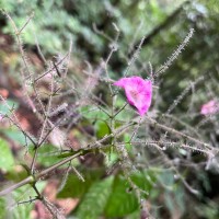 Strobilanthes habracanthoides J.R.I.Wood